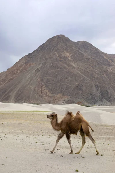 The Bactrian camel, Camelus bactrianus, is a large, even-toed ungulate native to the steppes of Central Asia, Pangong Lake, Jammu and Kashmir, India. — 图库照片