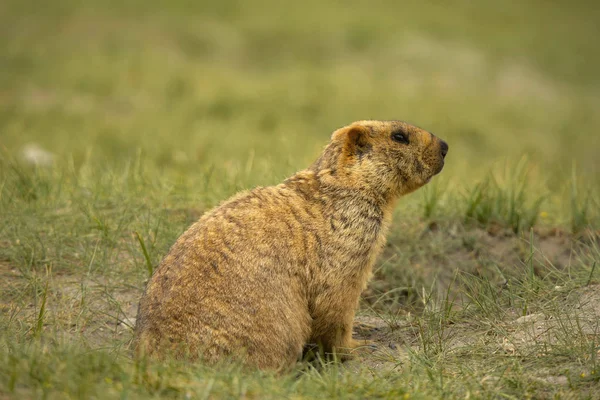 Himalaya Marmot, Marmota himalayana bewoont alpine graslanden in de Himalaya en op het Tibetaanse Plateau Jammu en Kasjmir, India. — Stockfoto