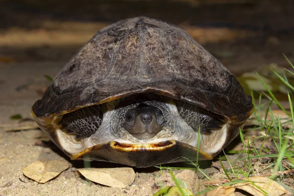 Indische schwarze Schildkröte, melanochelys trijuga, hampi, karnataka, india. Mittelgroße Süßwasserschildkröte in Südasien gefunden. — Stockfoto