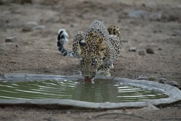 Indischer Leopard Trinkwasser, Panthera pardus fusca, jhalana, rajasthan, indien. — Stockfoto