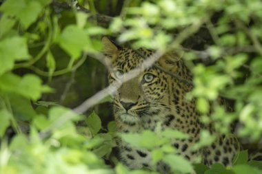 Hint leopar, Panthera pardus fusca, Jhalana, Rajasthan, Hindistan.