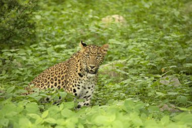 Hint leopar, Panthera pardus fusca, Jhalana, Rajasthan, Hindistan.