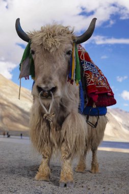 Yerli yak, Bos grunniens, Pangong Gölü, Jammu ve Keşmir, Hindistan.