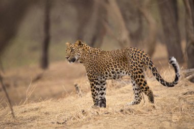 Hint leopar, Panthera pardus fusca, Jhalana, Rajasthan, Hindistan.