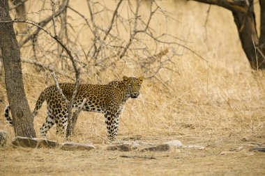 Hint leopar, Panthera pardus fusca, Jhalana, Rajasthan, Hindistan.