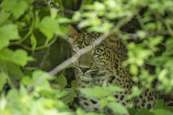 Indian leopard,  Panthera pardus fusca, Jhalana, Rajasthan, India.
