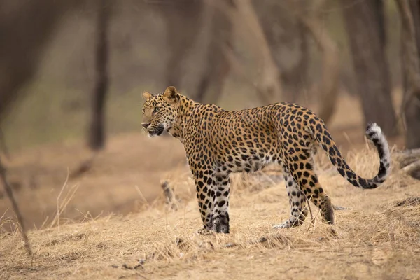 Leopardo indiano, Panthera pardus fusca, Jhalana, Rajasthan, Índia . — Fotografia de Stock