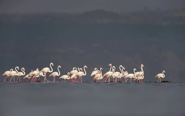 Större flamingos, Phoenicopterus roseus, Lake Nakuru, Kenya, Afrika. — Stockfoto