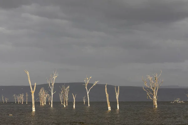Nakuru lake met droge bomen, Kenia, Afrika. — Stockfoto
