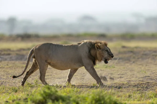 Afrikaanse mannetjes leeuw, Panthera leo, Amboseli, Kenia, Afrika. — Stockfoto