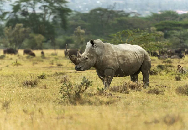 White Rhino, simum simum simum, Nakuru, Kenia, Afryka. — Zdjęcie stockowe