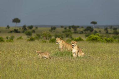 İki dişi aslan ve yavrusu, Masai Mara, Kenya, Afrika.