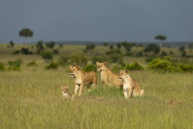 Üç dişi aslan ve yavrusu, Masai Mara, Kenya, Afrika