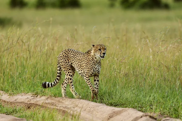 Acinonyx jubatus egy homokos úton, Kenyai Maasai Mara afrikai gepárd. — Stock Fotó