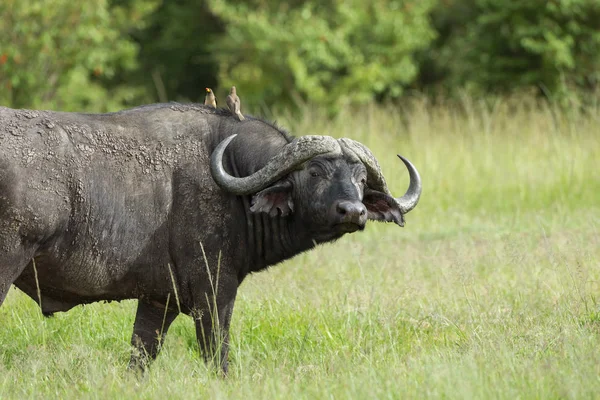 Cape buffalo, Syncerus caffer caffer i oxpeckers, Masai Mara, Kenia, Afryka. — Zdjęcie stockowe