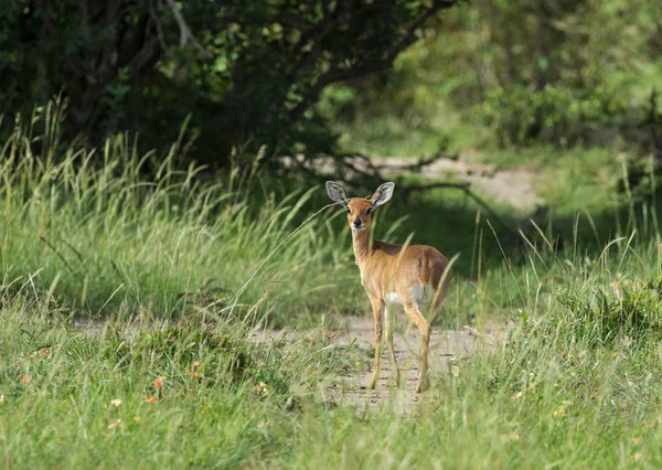 Imbabala або мис bushbuck, Tragelaphus sylvaticus, Масаї Мара, Кенія, Африка. — стокове фото