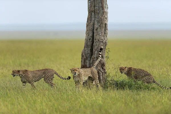 Jelölés Afrika területén, Maasai Mara, Kenya, gepárd. — Stock Fotó