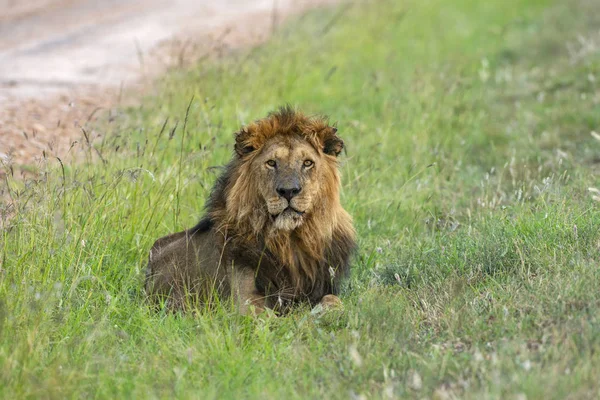 Leão macho, Panthera leo, Maasai Mara, Quénia, África . — Fotografia de Stock