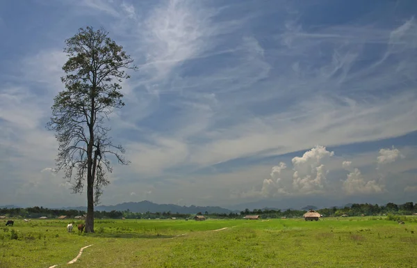 Landscape View Fields Assam Arunachal Pradesh Border Assam India — Stock Photo, Image