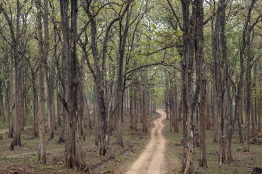 Safari orman iz Kabini yaban hayatı kutsal, Karnataka, Hindistan