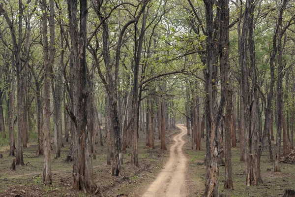 Safari Forest Trail Kabini Wildlife Sanctuary Karnataka India — Foto Stock