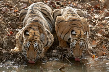 Two young tigers drinking water at Tadoba Andhari Tiger Reserve, Chandrapur, Maharashtra, India clipart