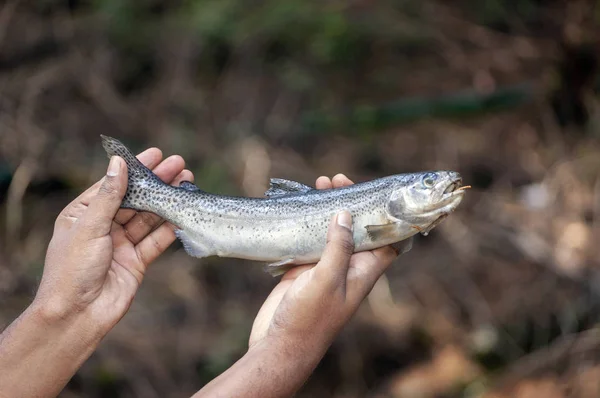 Trout Fish Ooty Ootacamund Nilgiris Tamil Nadu India — Stock Photo, Image