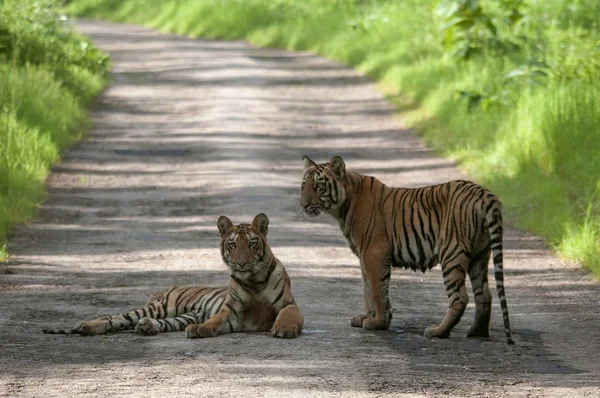 Tiger Cubs Road Tadoba Chandrapur Maharashtra India — Foto de Stock