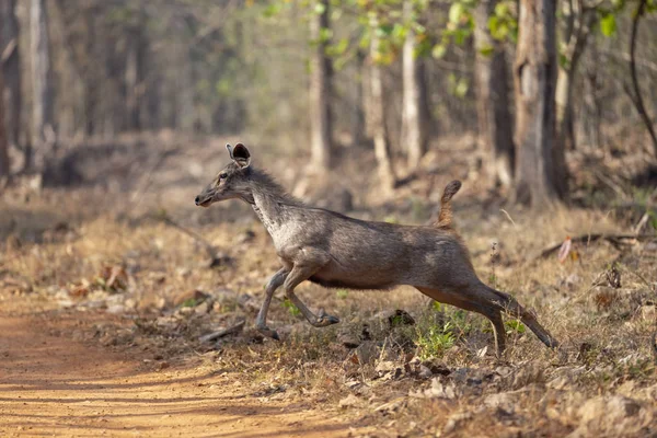 Скачущих Замбар Побачити Tadoba Chandrapur Штаті Махараштра Індія — стокове фото