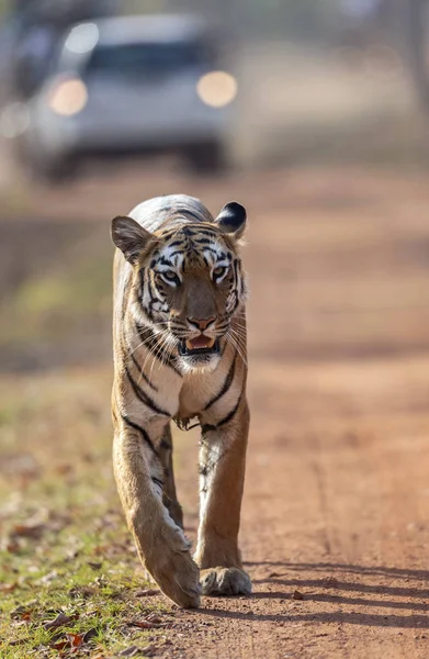 Tiger Auf Der Straße Gesehen Tadoba Chandrapur Maharashtra Indien — Stockfoto