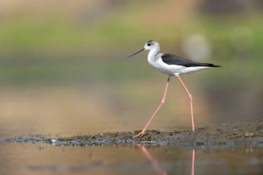 Kara kanatlı Uzunbacak, Bera Jawai hills, Pali bölge, Rajasthan Hindistan