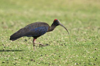 Kırmızı enseli Ibis Bera hills, Bera Jawai, Rajasthan, Hindistan