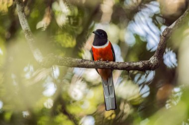 Malabar Trogon, Harpactes fasciatus, yakın çekim, Goa, Hindistan