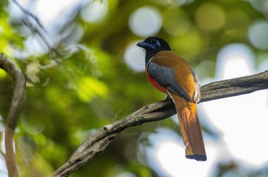 Malabar Trogon, Harpactes fasciatus, yakın çekim, Goa, Hindistan