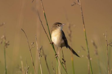 Düz doğusundan, doğusundan inornata, Ghansoli, Maharashtra, Hindistan