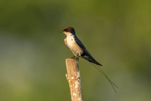 Draad Tailed Swallow Hirundo Smithii Ghansoli Maharashtra India — Stockfoto