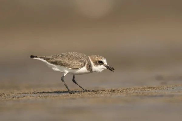 Menor Plover Areia Charadrius Mongolus Akshi Alibagh Maharashtra Índia — Fotografia de Stock