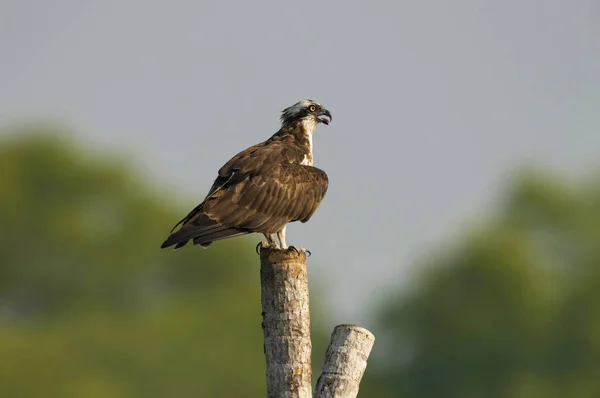 Close Osprey Pandion Haliaetus Goa Índia — Fotografia de Stock