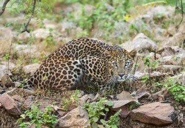 Leopard at Tadoba National Park, Chandrapur district, Maharashtra, India. clipart