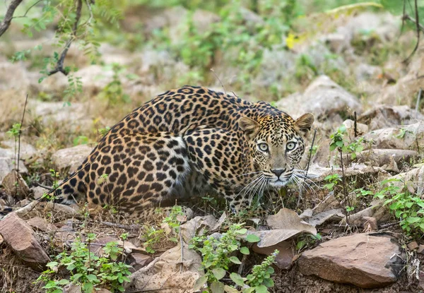 Leopard w parku narodowym Tadoba, Chandrapur district, Maharashtra, Indie. — Zdjęcie stockowe