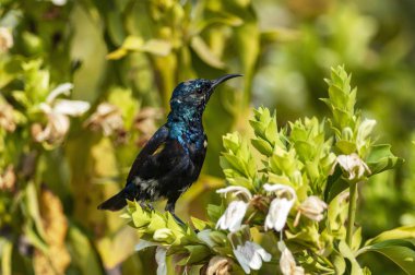 Mor sunbird, erkek, Cinnyris asiaticus, Bharatpur, İstanbul, Türkiye