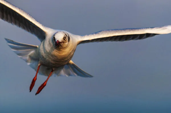 Black Headed Seagull Chroicocephalus Ridibundus Mumbai Maharashtra — Stock Photo, Image