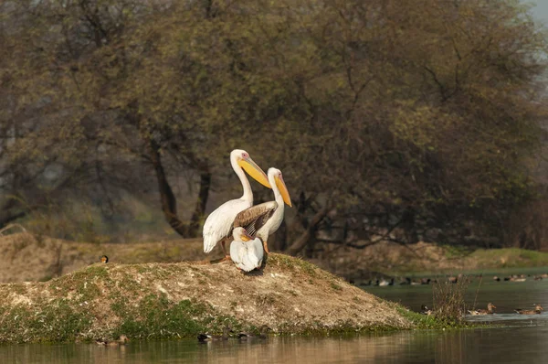 Grande Pelicano Branco Pelecanus Onocrotalus Bharatpur Rajasthan Índia — Fotografia de Stock