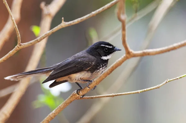 Λευκό Throated Fantail Flycatcher Rhipidura Albicollis Thane Μαχαράστρα Ινδία — Φωτογραφία Αρχείου