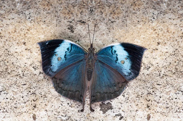 Голубая Бабочка Oakleaf Каллимы Horsfieldi Тан Махараштра Индия — стоковое фото