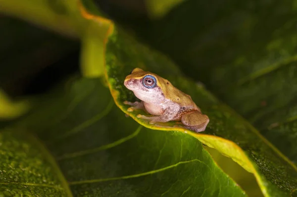 Sárga bokor béka, Raorchestes luteolus, Coorg, Karnataka, India. — Stock Fotó