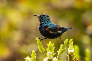 Mor sunbird, erkek, Cinnyris asiaticus, Bharatpur, İstanbul, Türkiye.