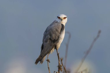 Kara kanatlı uçurtma, Elanus caeruleus, Uran, Maharashtra, Hindistan.