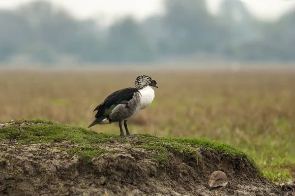 Knopp-billed anka, Sarkidiornis melanotos, Bharatpur, Rajasthan, Indien. — Stockfoto