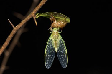 Ağustosböceği üzerinde tüy dökme, Cicadoidea, Matheran, Maharashtra, Hindistan
